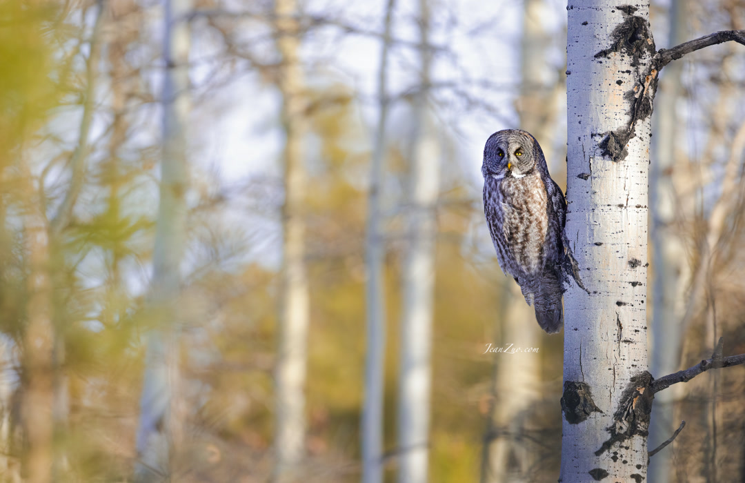 great_gray_owl