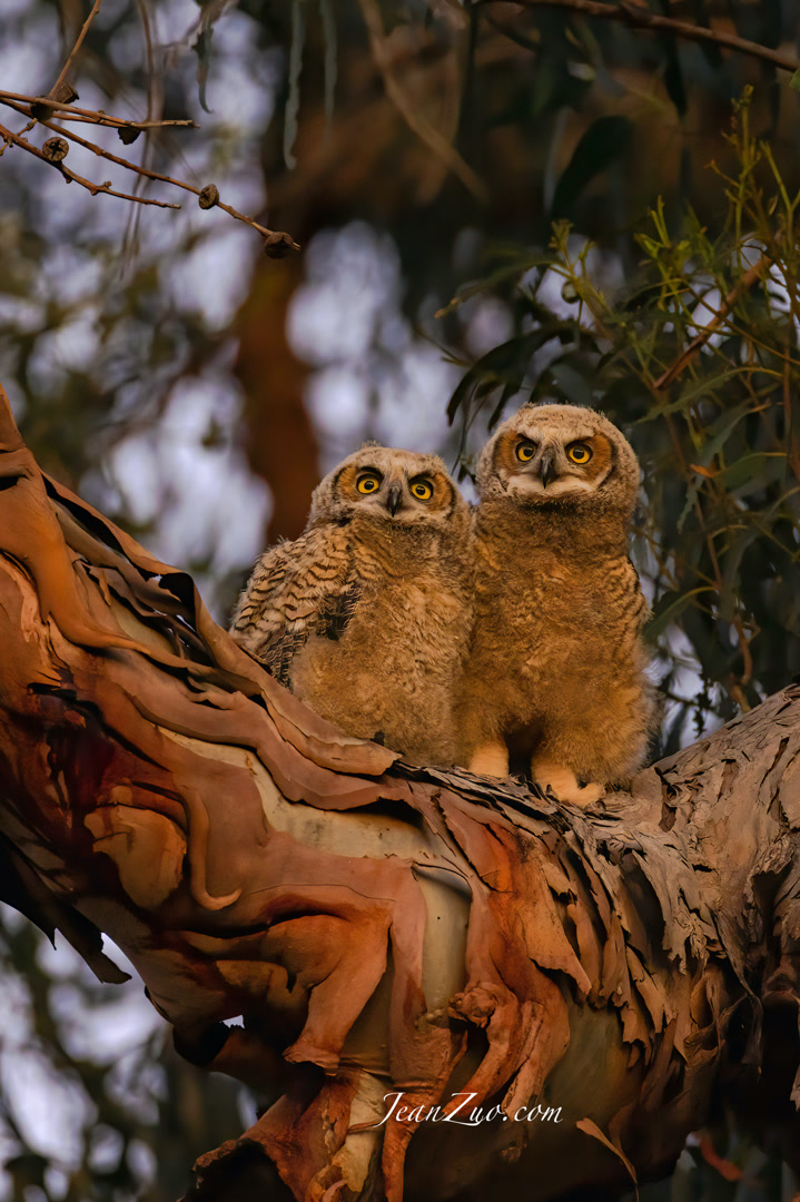 great_horned_owlets_2_v