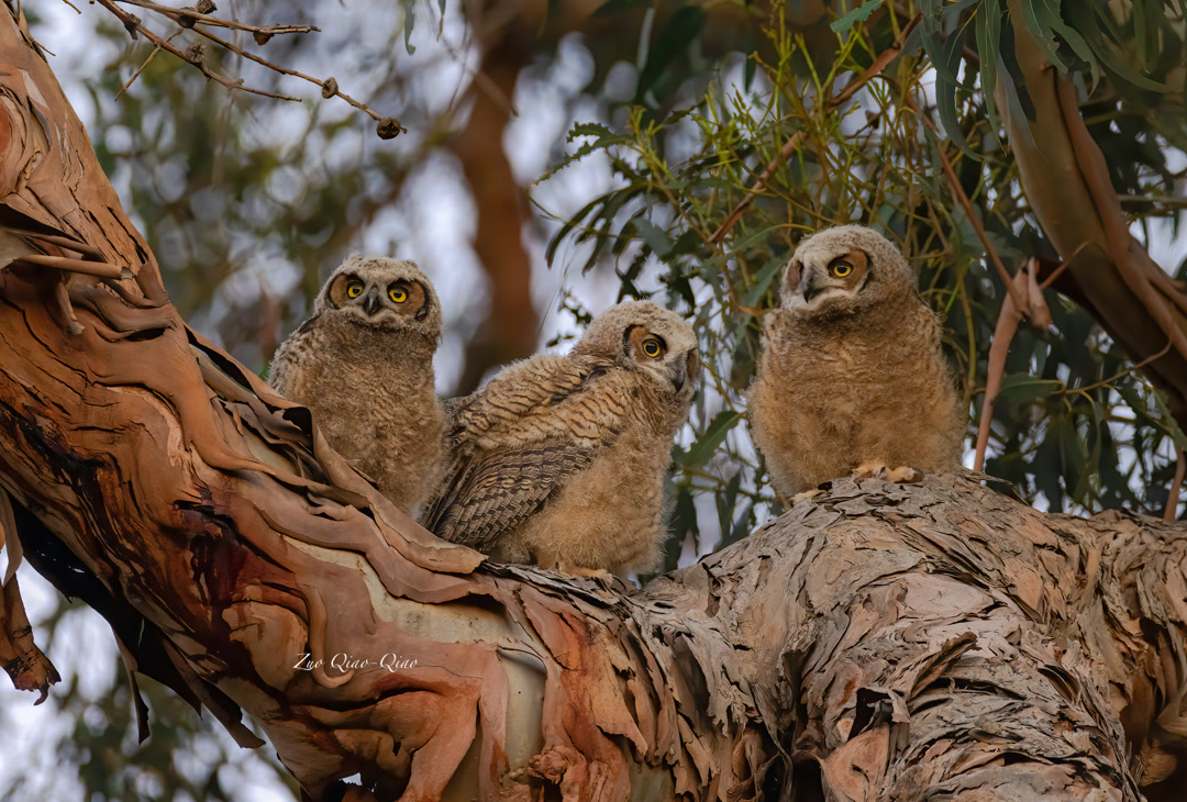 great_horned_owlets