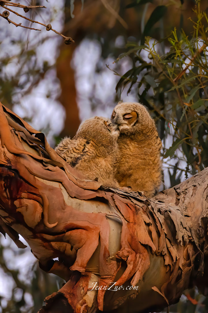 great_horned_owlets_v