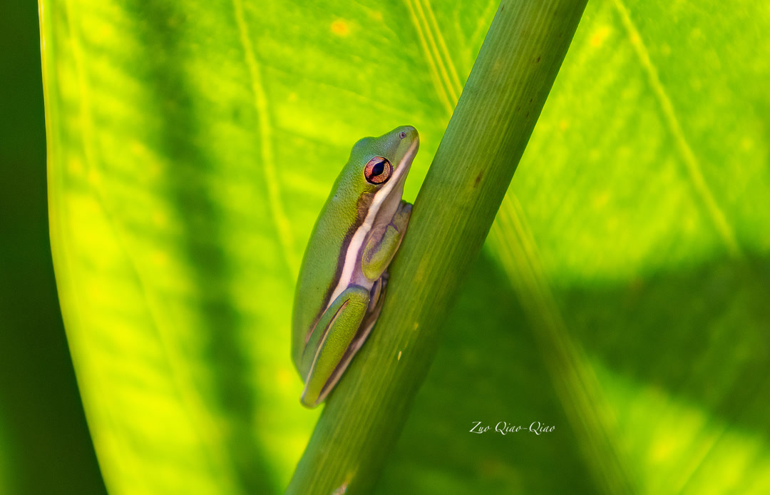 green_tree_frog