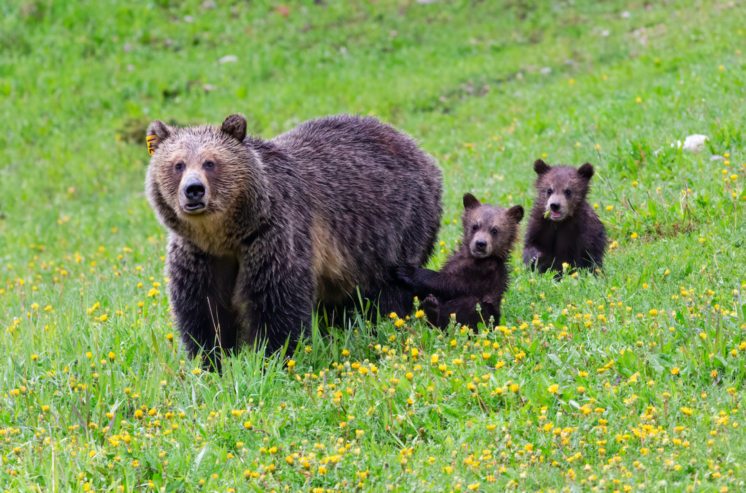 grizzly_bear