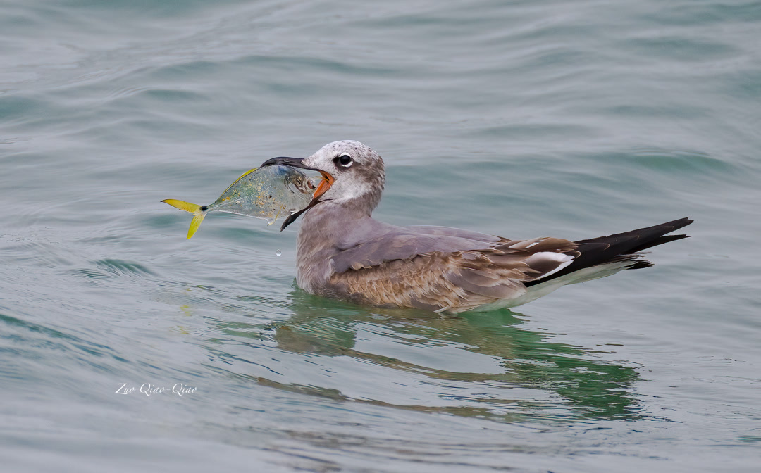 heerman_gull