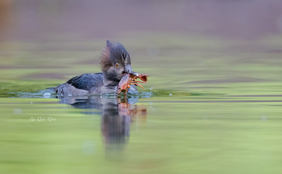 hooded_merganser_2