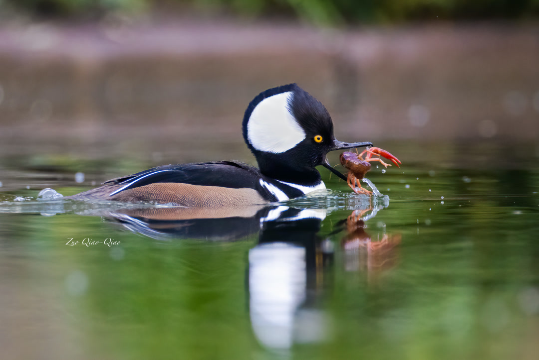 hooded_merganser_3