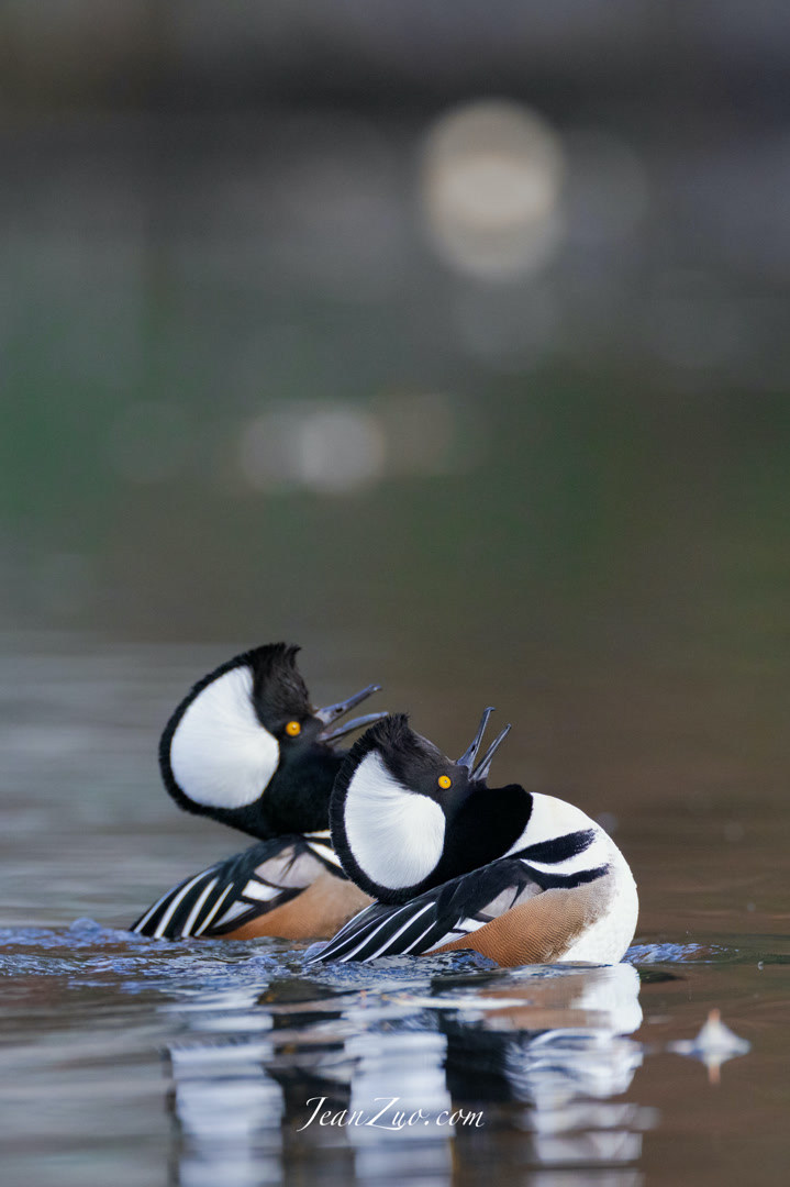 hooded_merganser