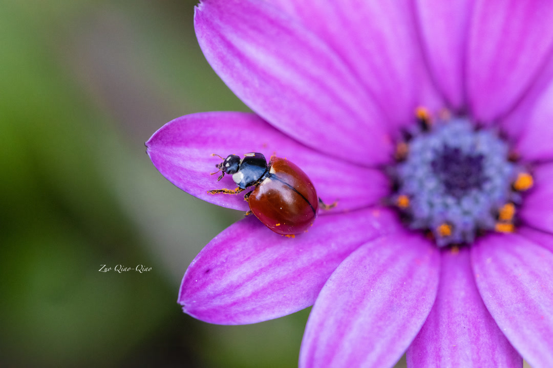 ladybug_2
