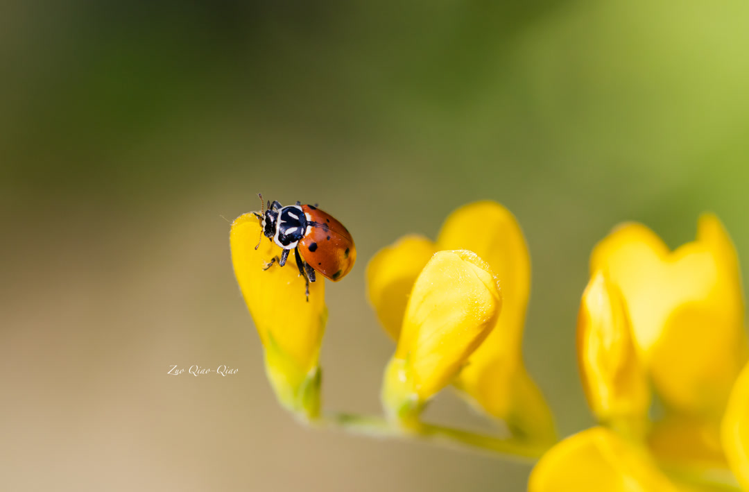 ladybug