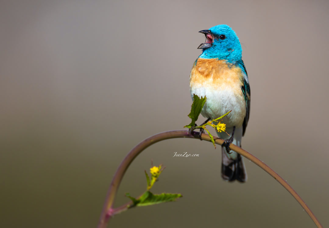 lazuli_bunting_2