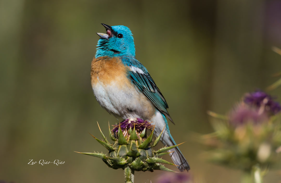 lazuli_bunting_3