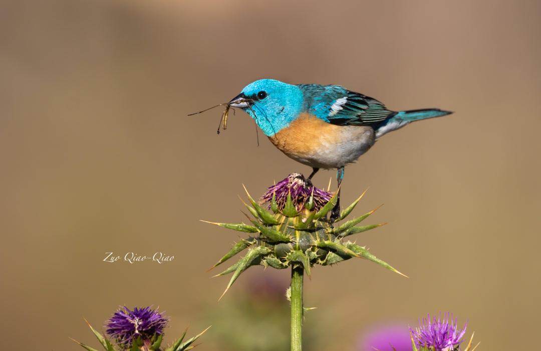 lazuli_bunting_4