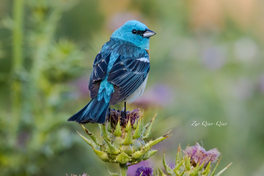 lazuli_bunting_5