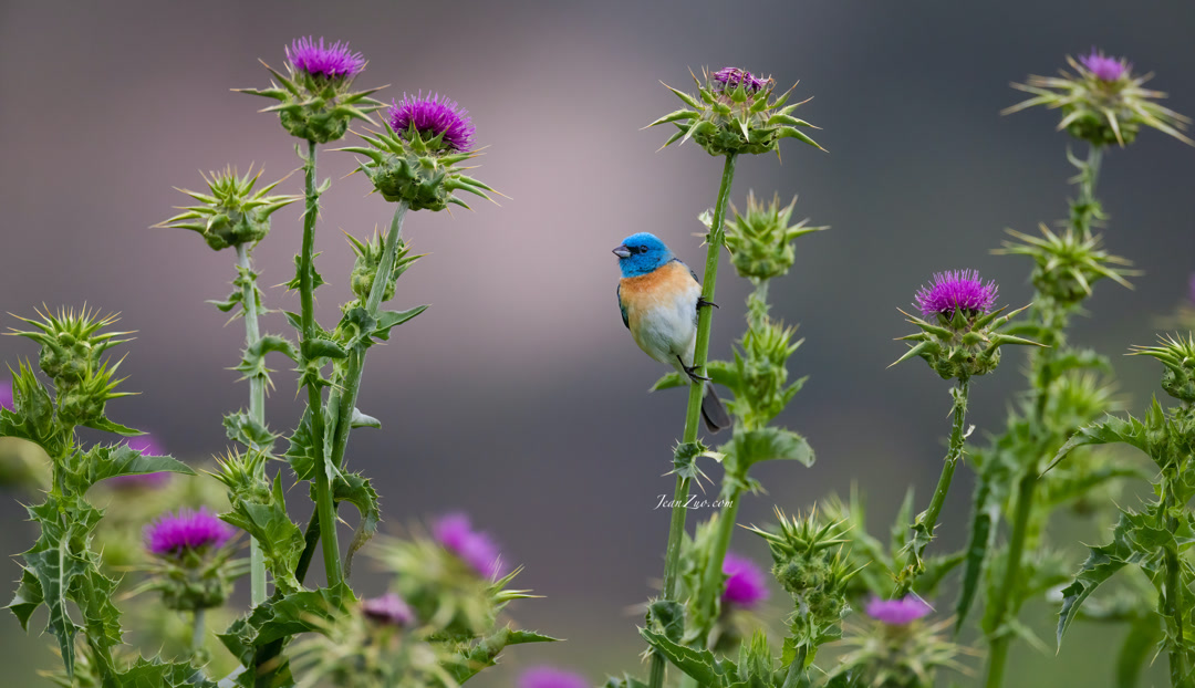 lazuli_bunting