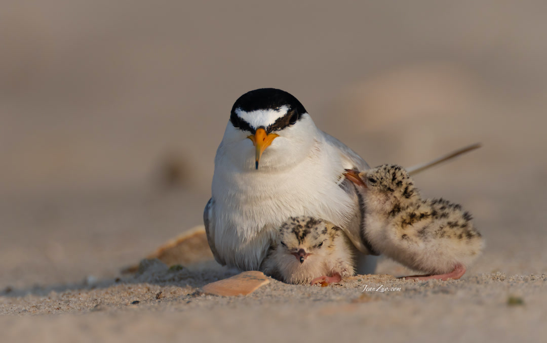 least_tern_2