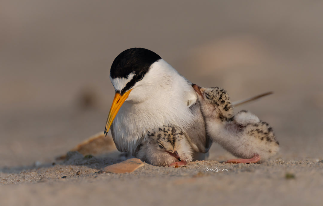 least_tern
