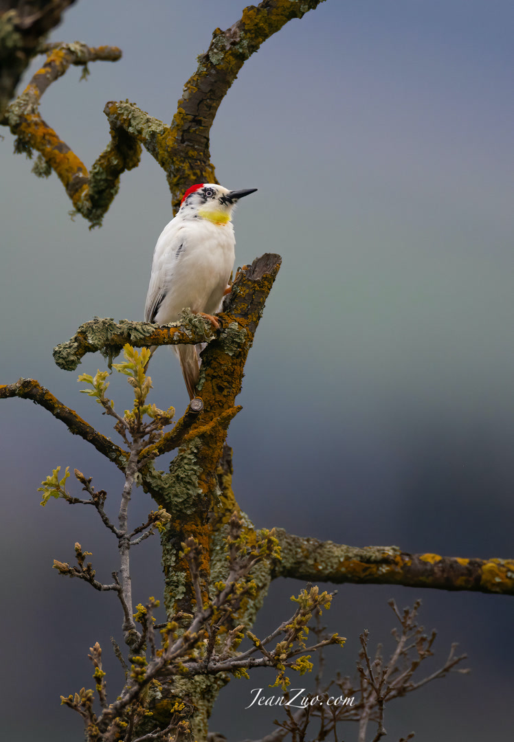 leucistic_acorn_woodpecker_2_v