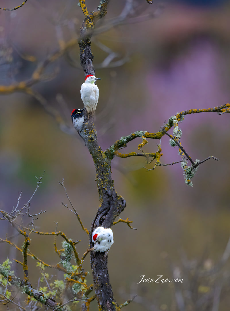 leucistic_acorn_woodpecker_v