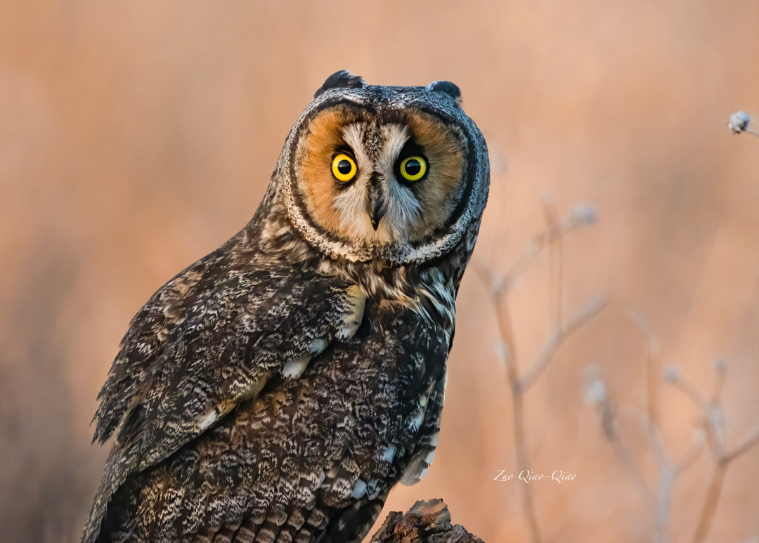 long_eared_owl_2
