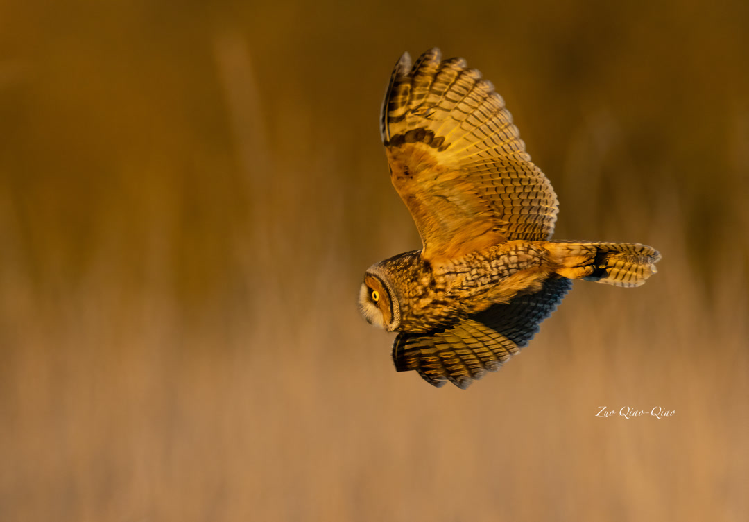 long_eared_owl_3