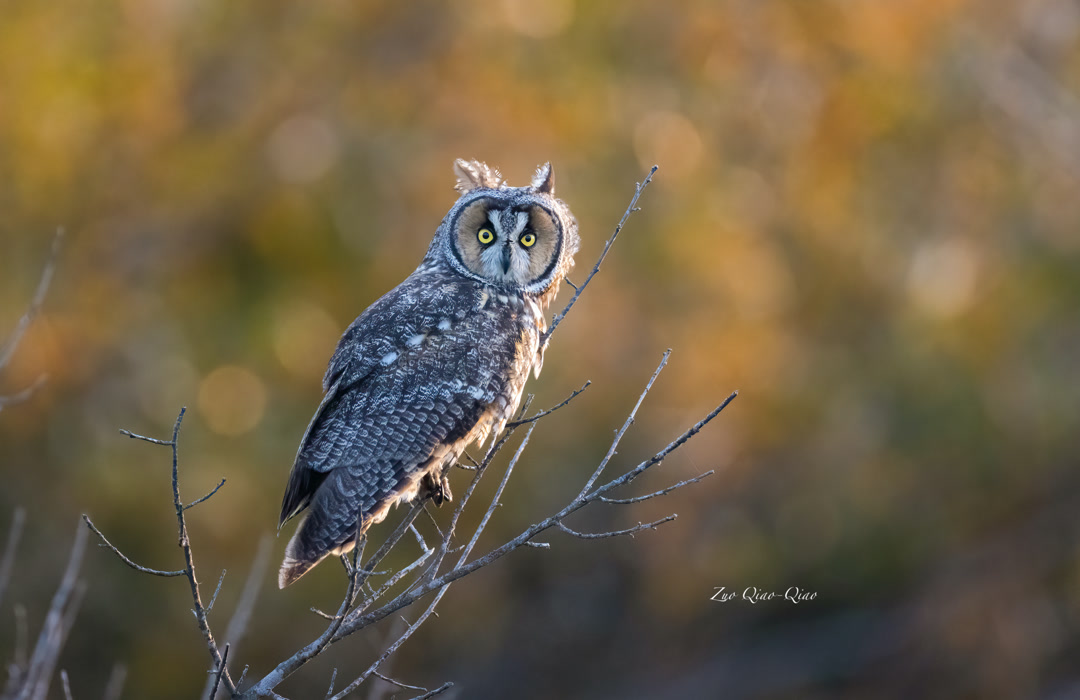 long_eared_owl