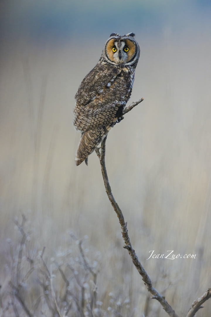 long_eared_owl_v