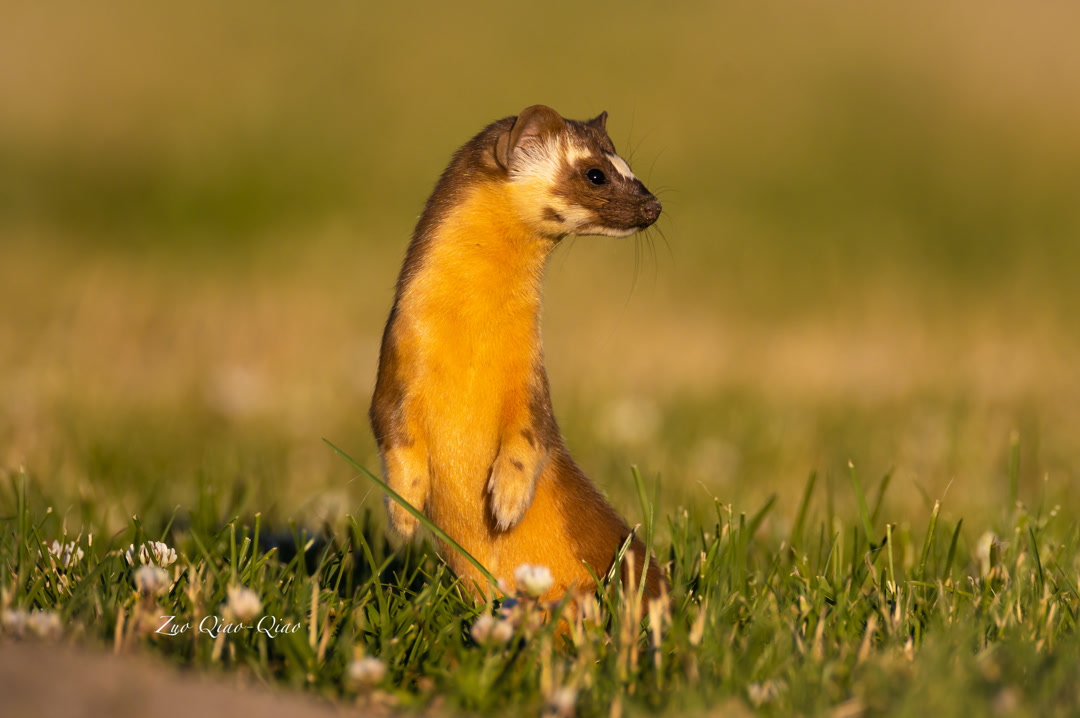long_tailed_weasel