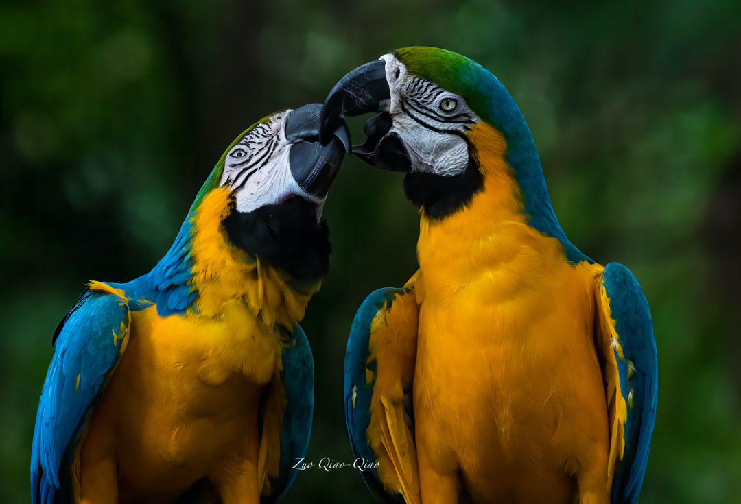 macaw