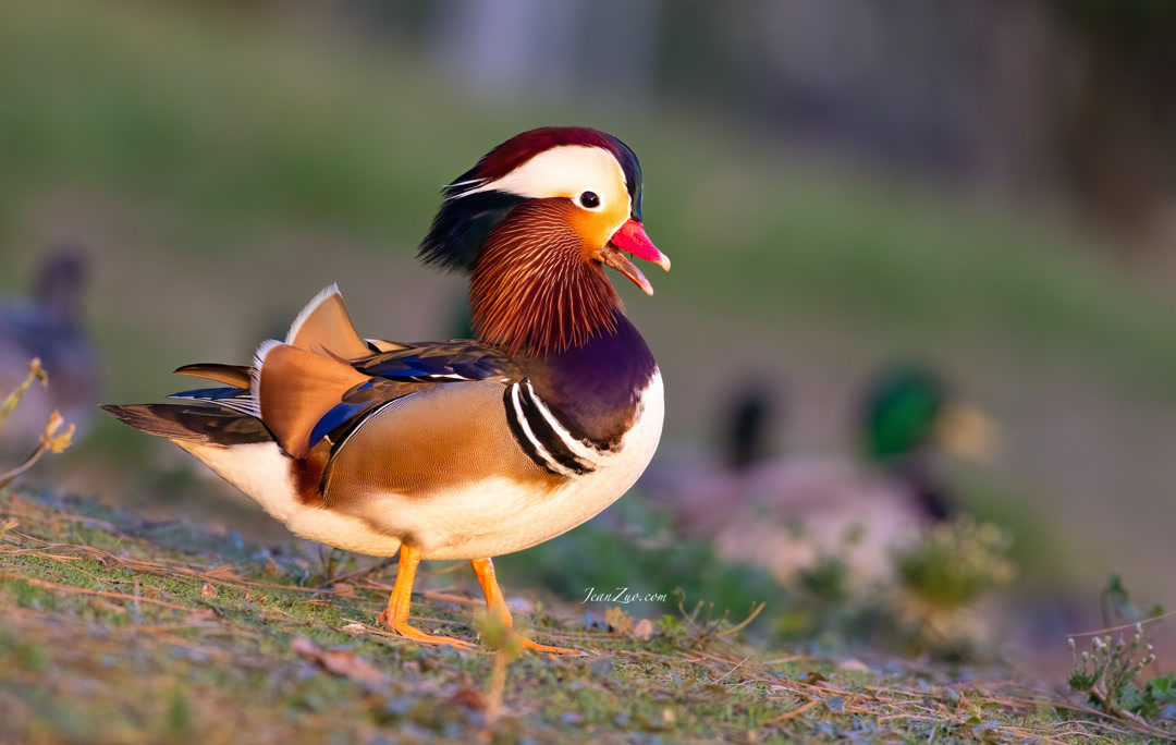 mandarin_duck