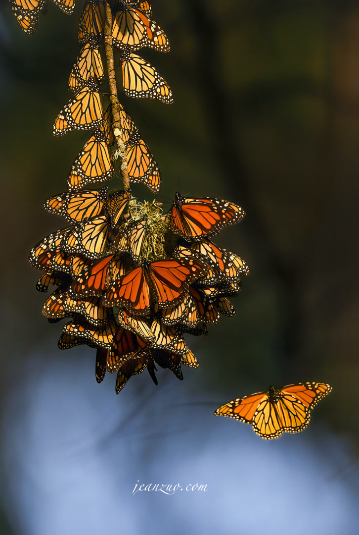 monarch_butterfly_v