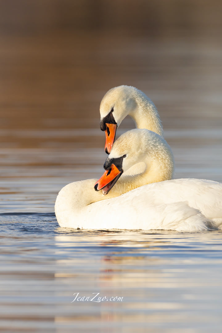 mute_swan_2_v