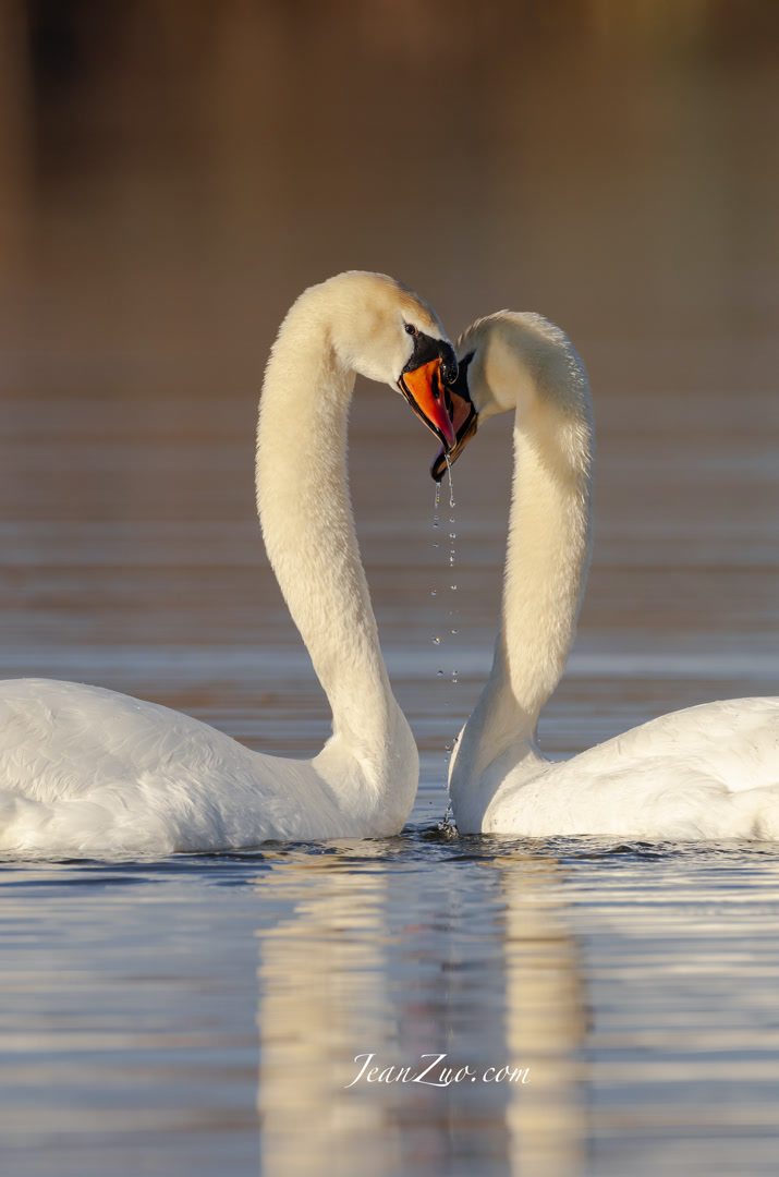 mute_swan_3_v