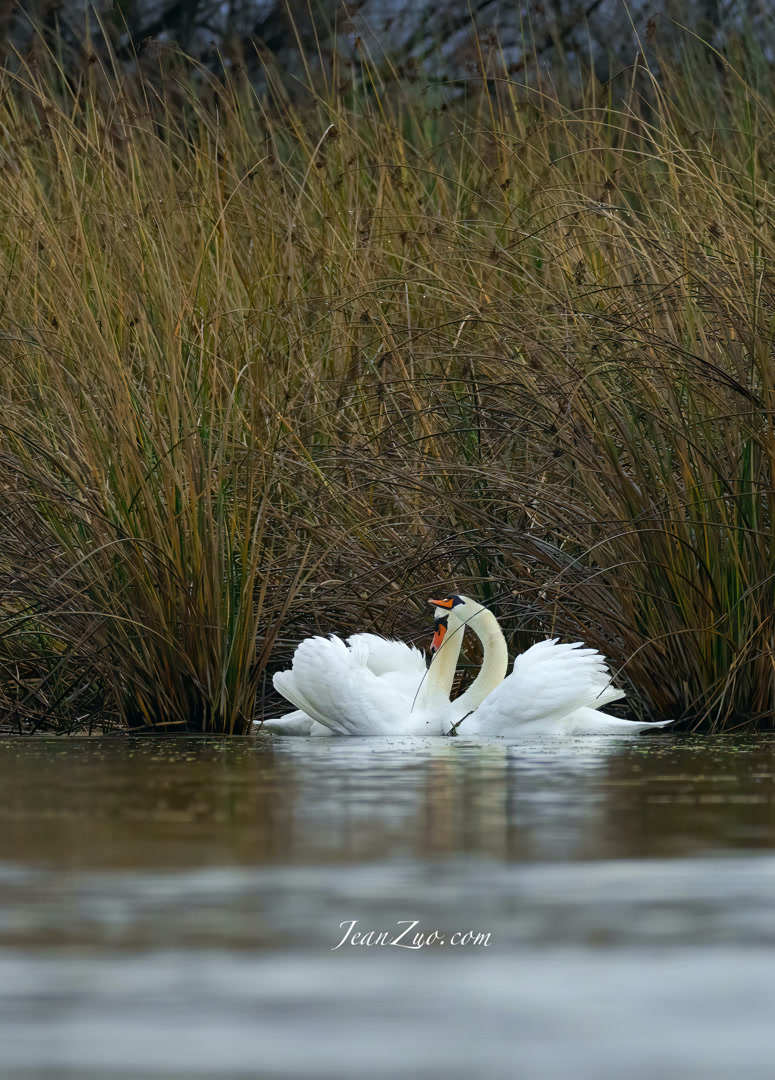 mute_swan_v