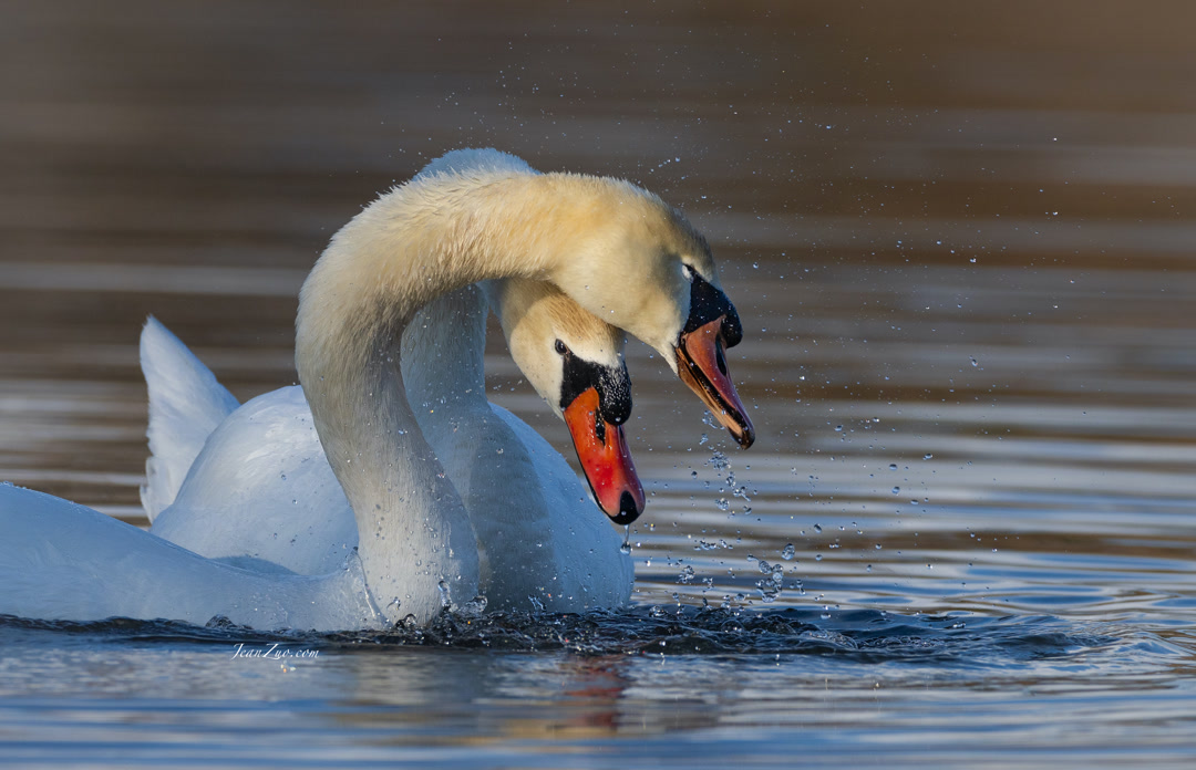 mute_swans_2