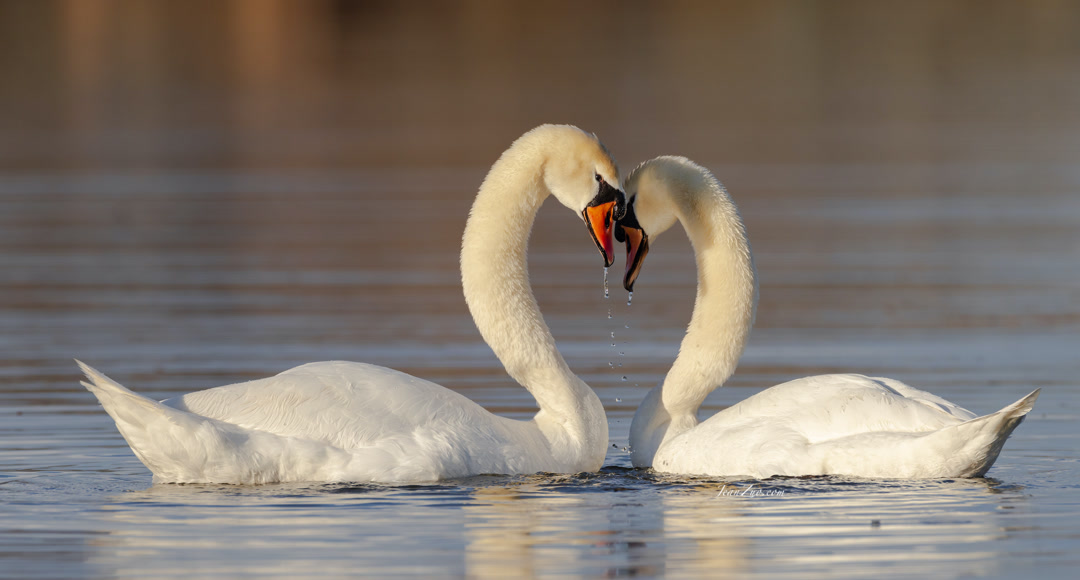 mute_swans_3