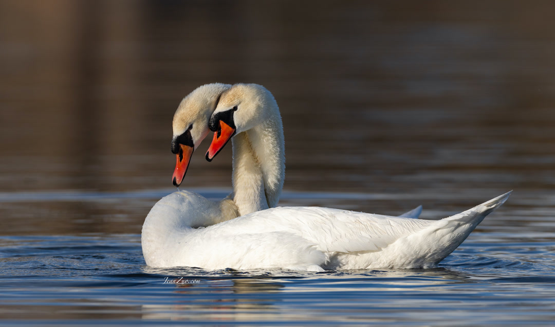 mute_swans