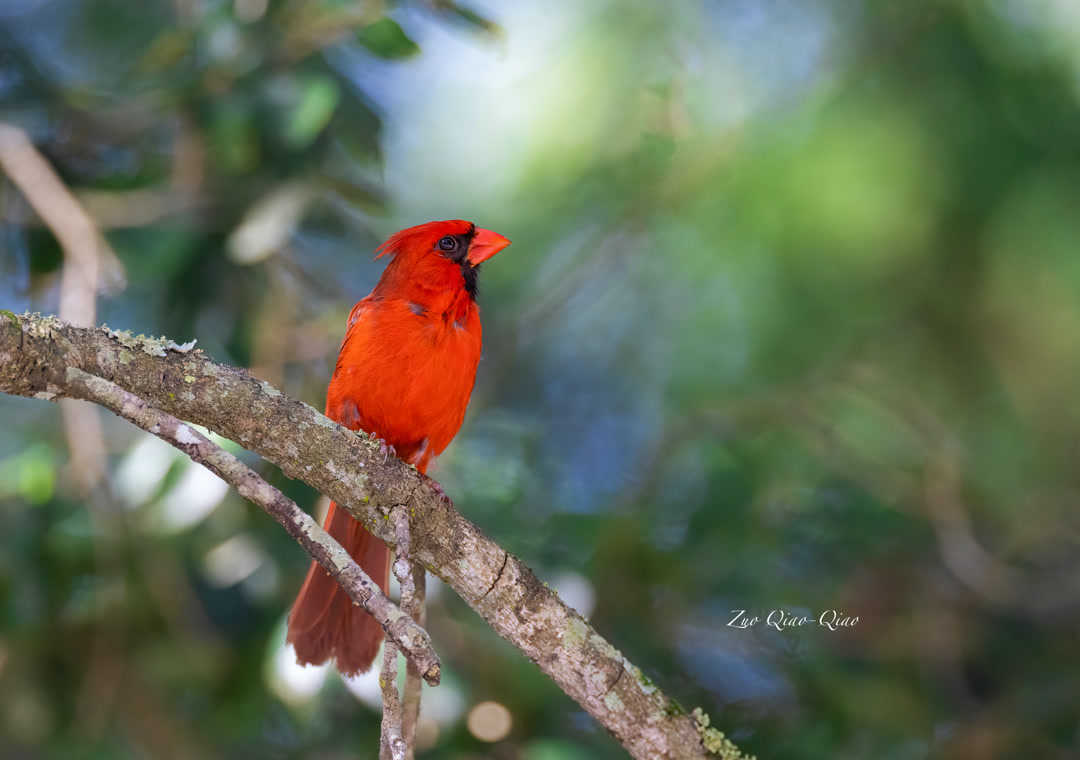 northern_cardinal