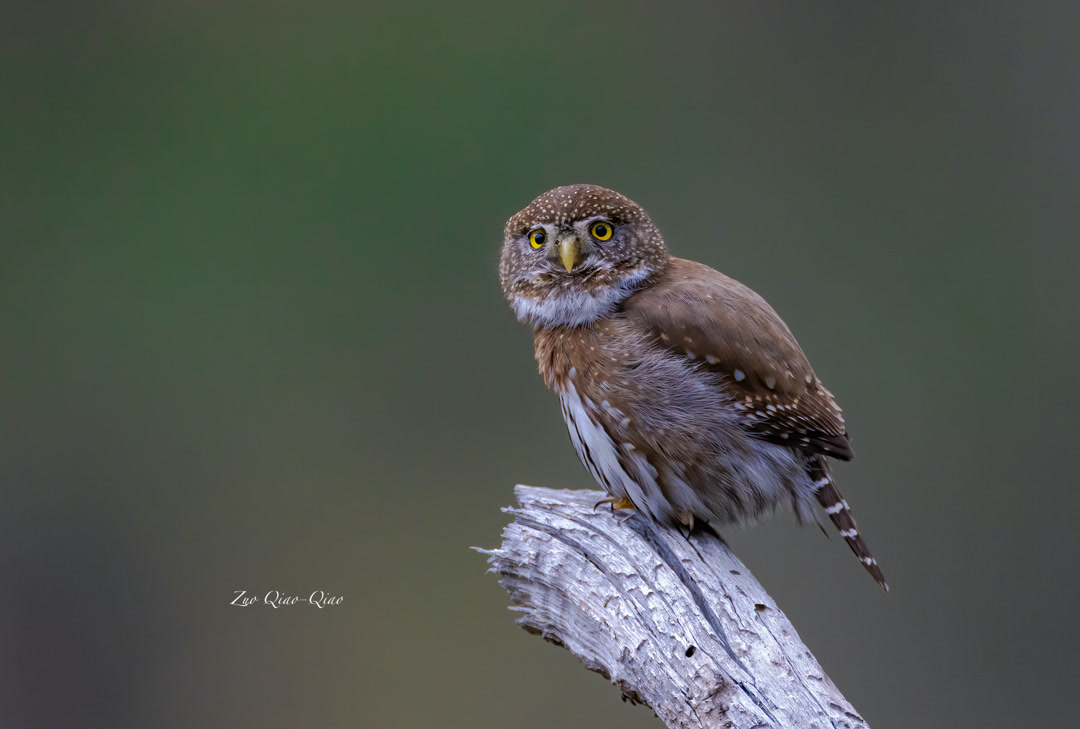 northern_pygmy_owl_2