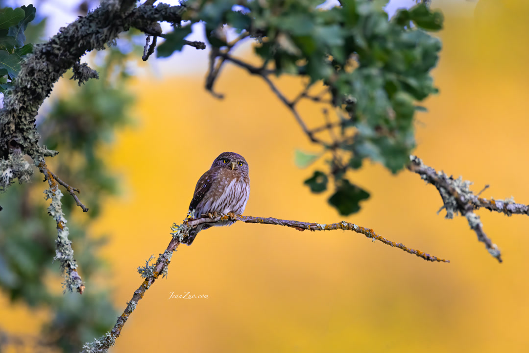 northern_pygmy_owl_3