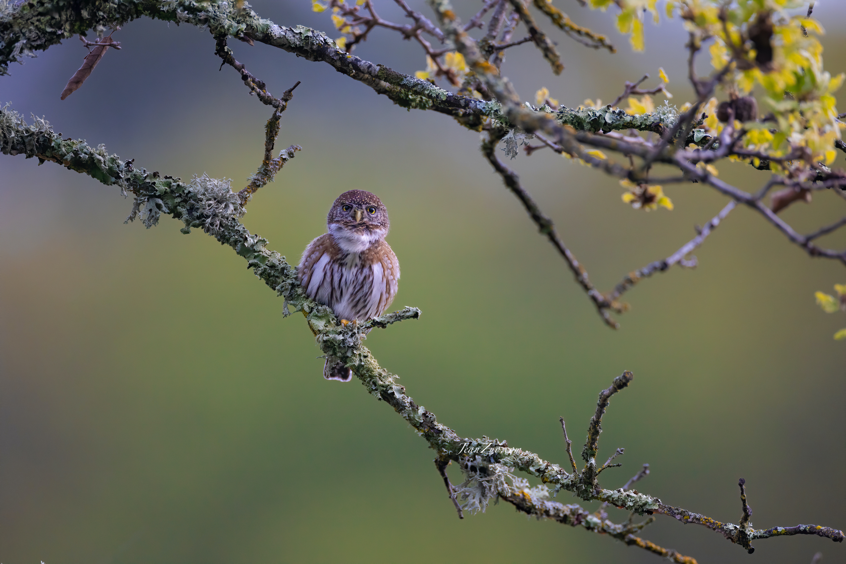 northern_pygmy_owl_4