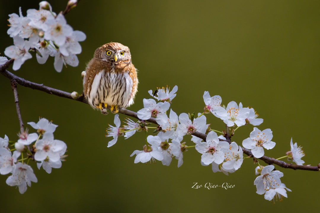 northern_pygmy_owl