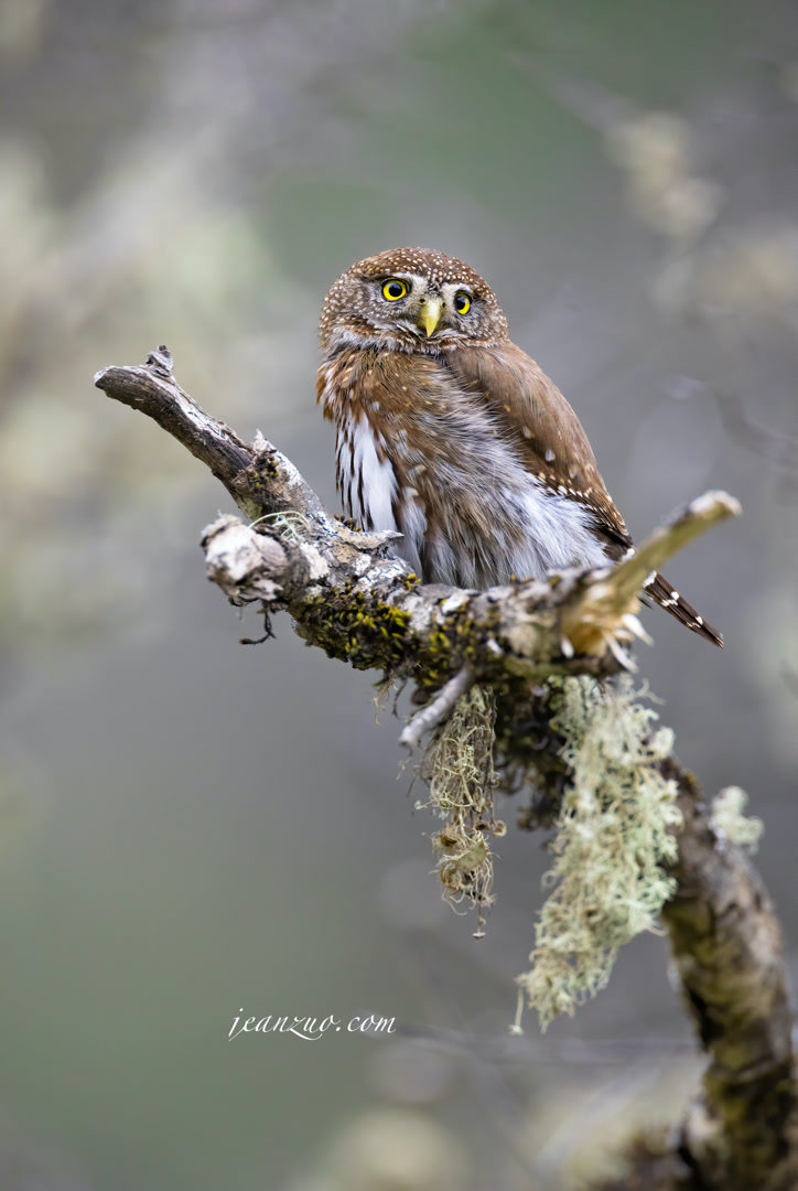 northern_pygmy_owl_v