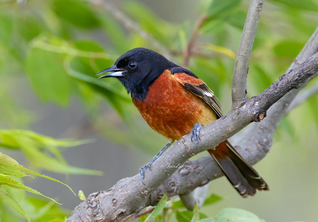 orchard_oriole