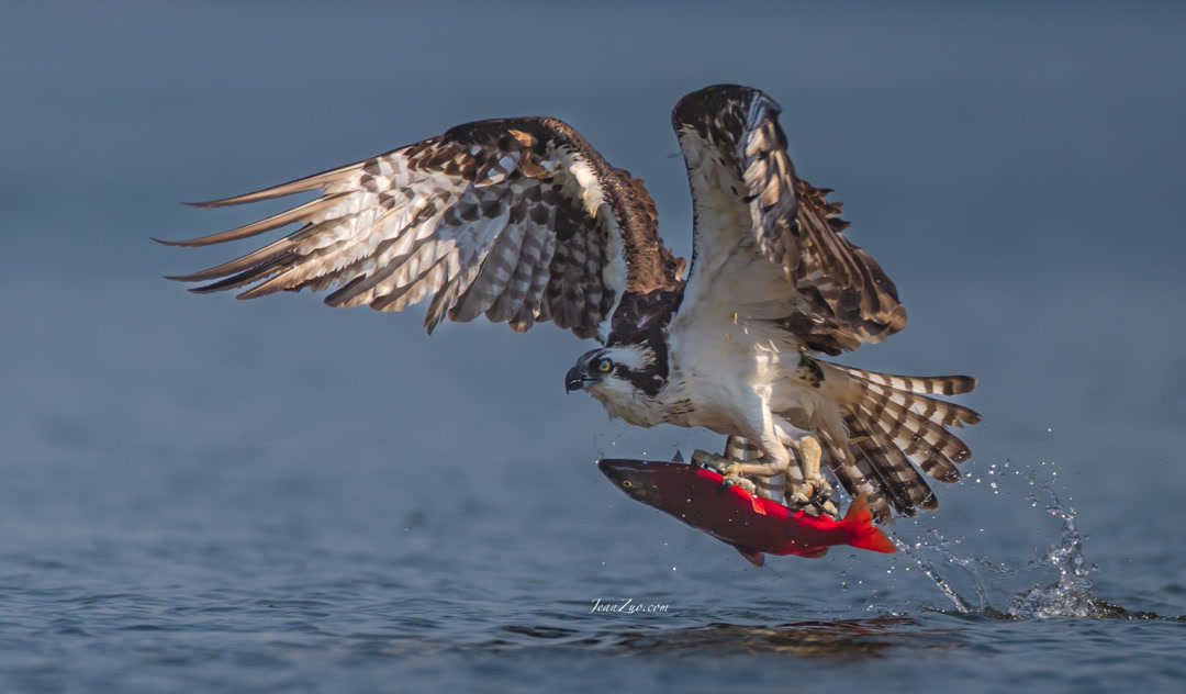 osprey_2