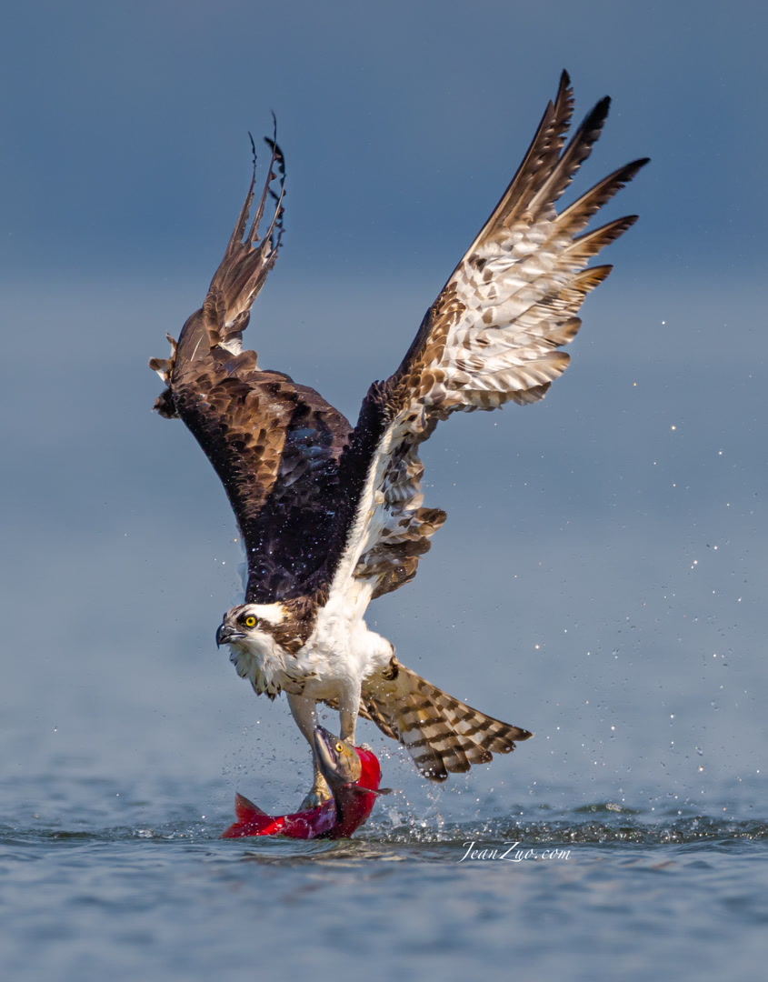 osprey_2_v