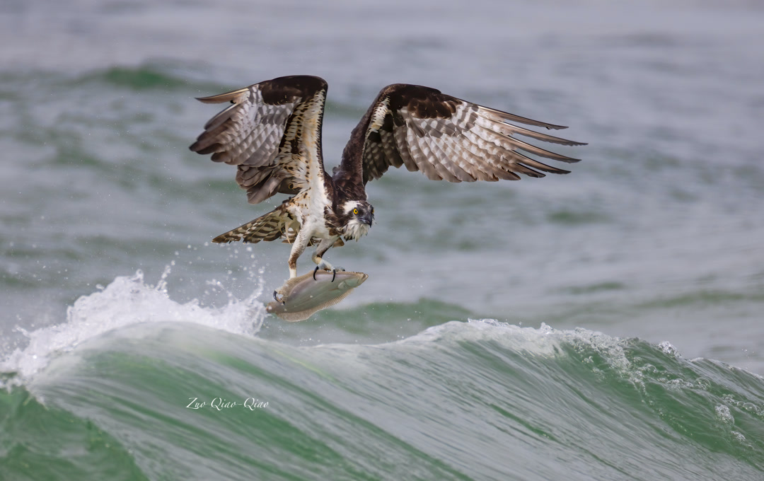 osprey_3