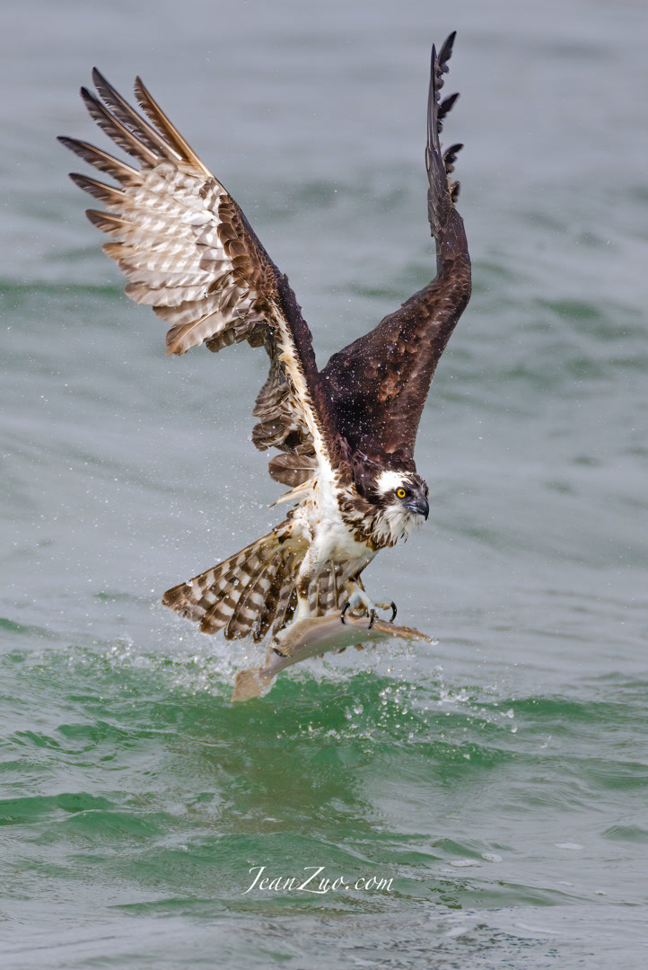 osprey_3_v