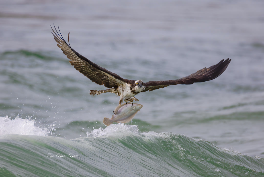osprey_4