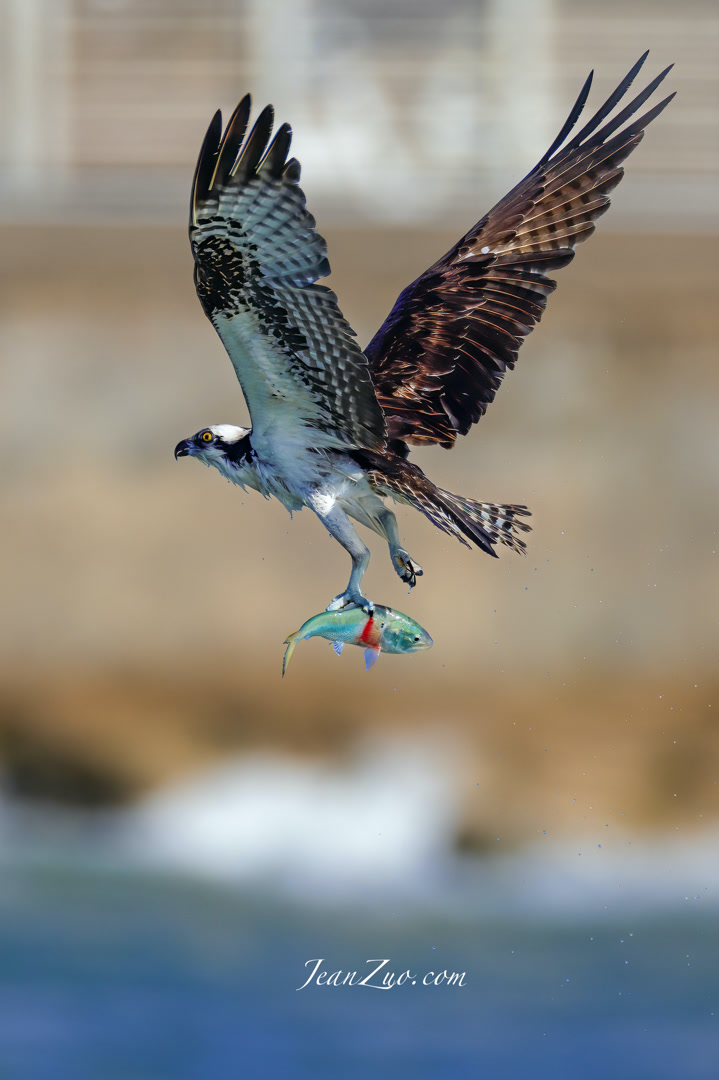 osprey_4_v