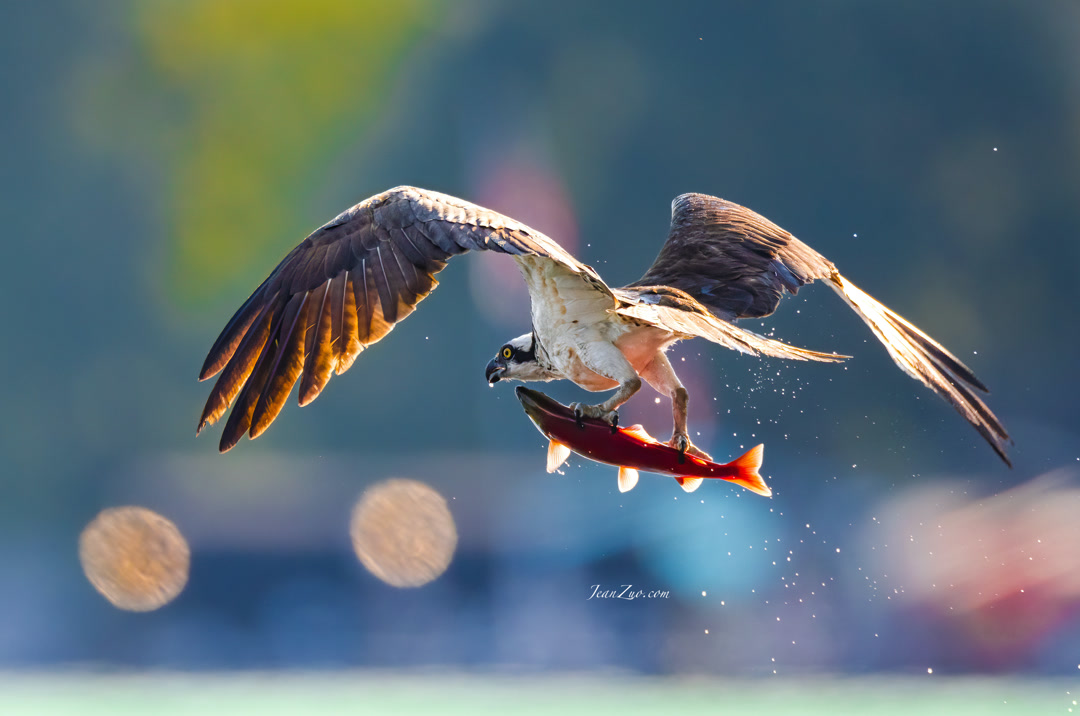 osprey