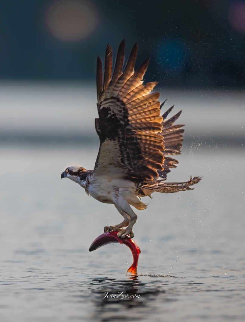 osprey_v